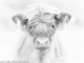 Baby Coo (B&W)