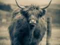 The Highland Cow