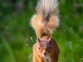 Red Squirrel